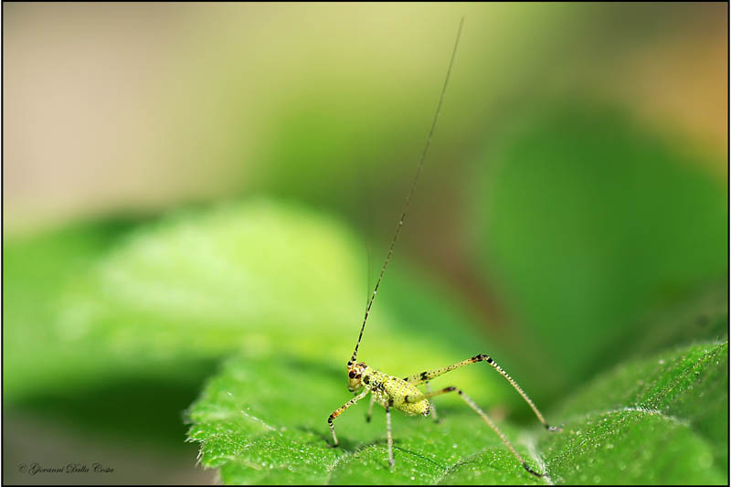 Phaneroptera sp. (neanide)